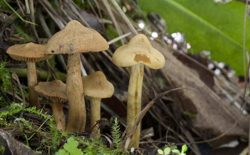 Cortinarius cinnamomeoluteus